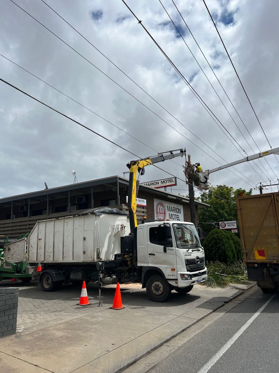 Crane truck removing a tree near powerlines in Adelaide