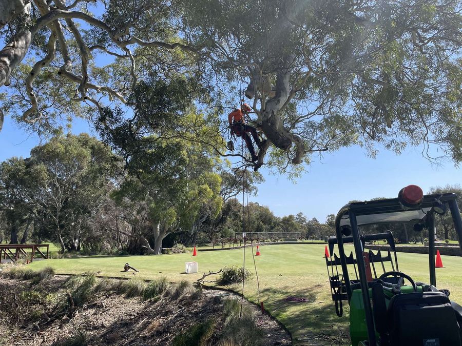 Adelaide Arborists climber pruning a native tree canopy