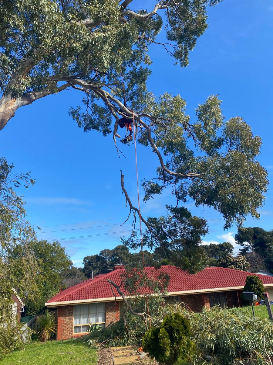 Qualified arborist assessing a large tree