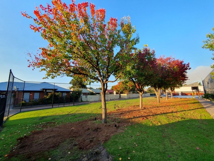 A healthy replanted tree on a green Adelaide lawn