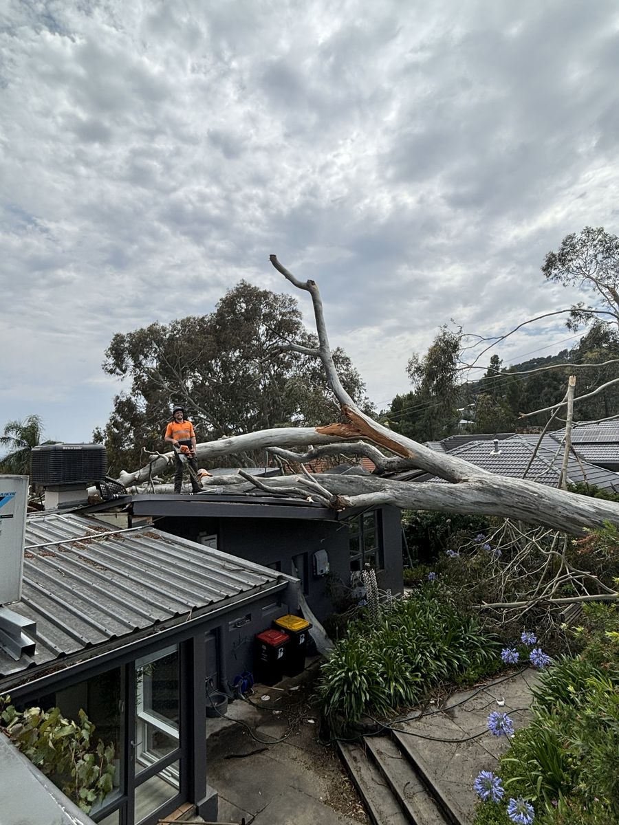 Large gum removed from a roof after a storm