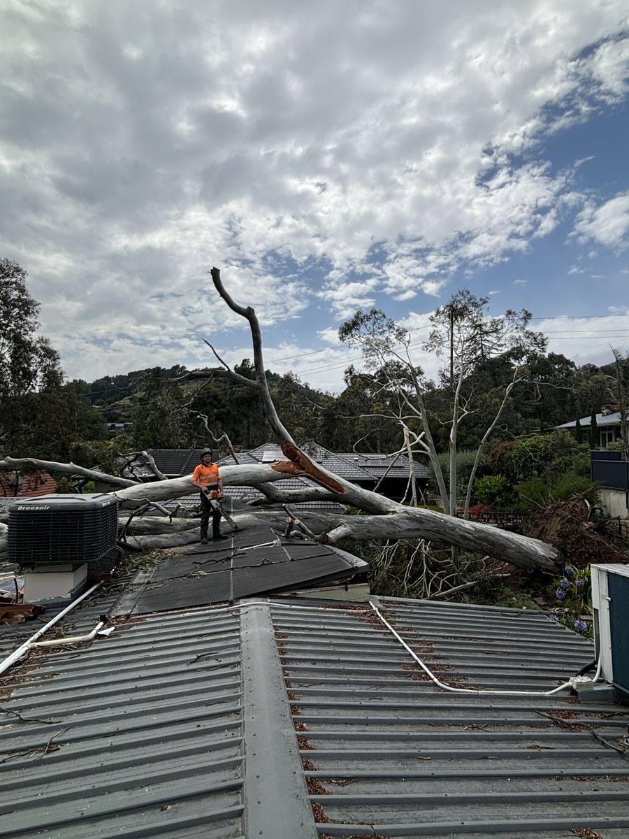Storm-damaged tree fallen on a roof in Adelaide