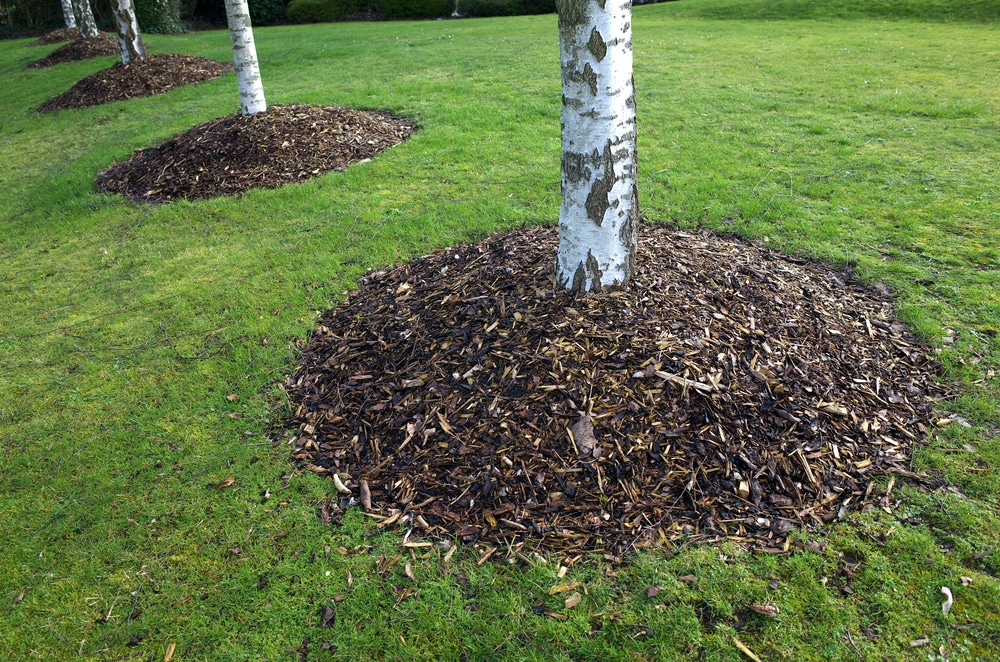 Birch
