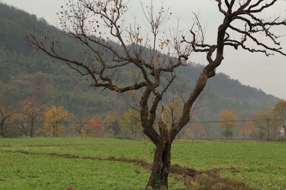 blog