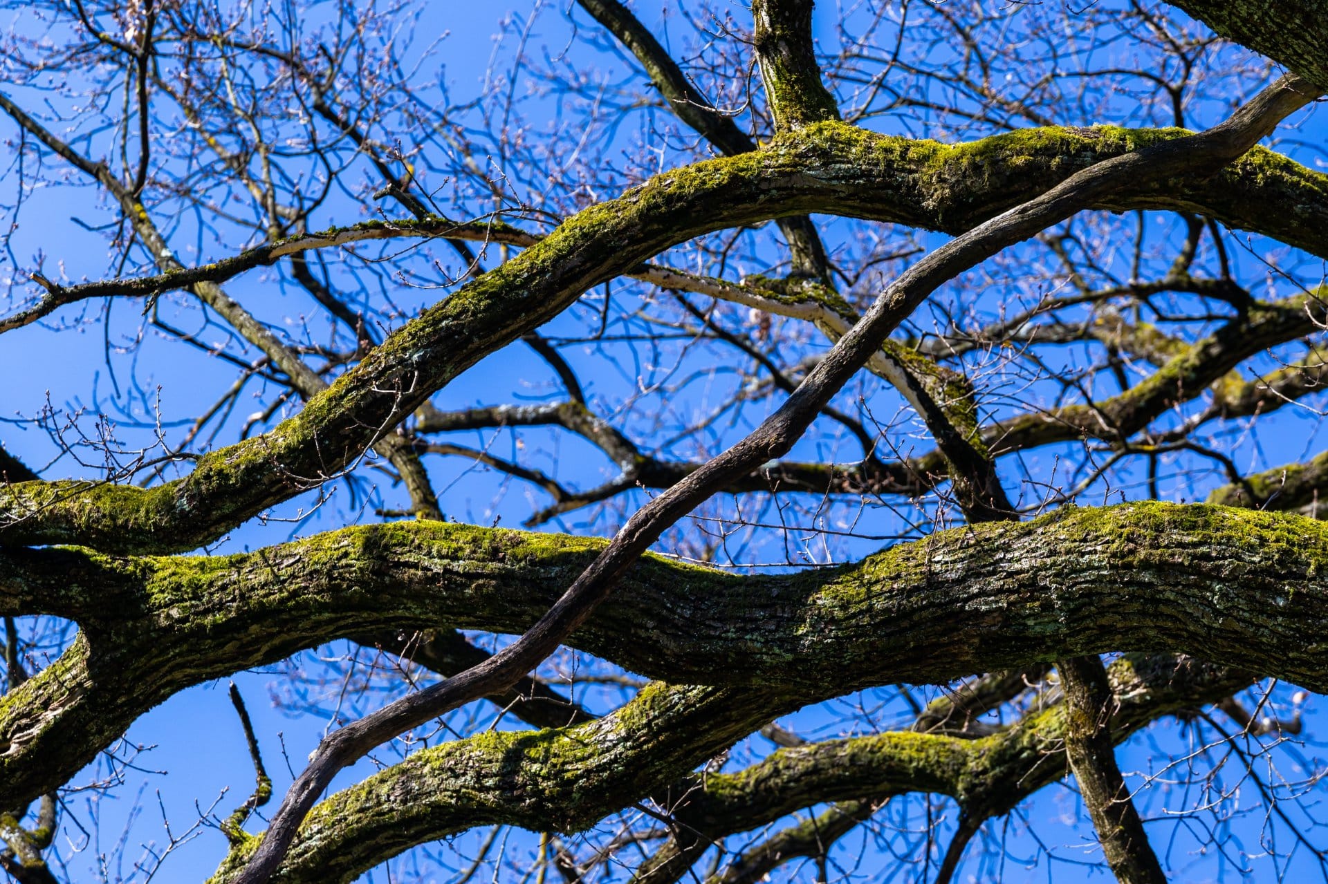 Closeup shot of trees under a blue sky in Maksimir park in Zagreb Croatia during springtime