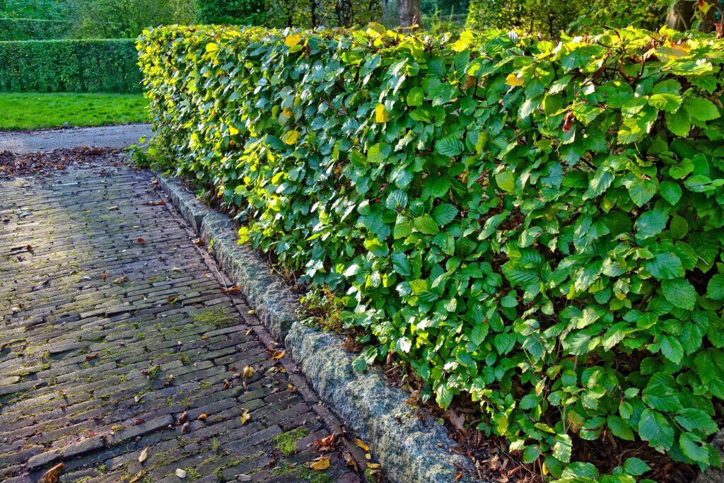 hedge-gedb800e12_1920