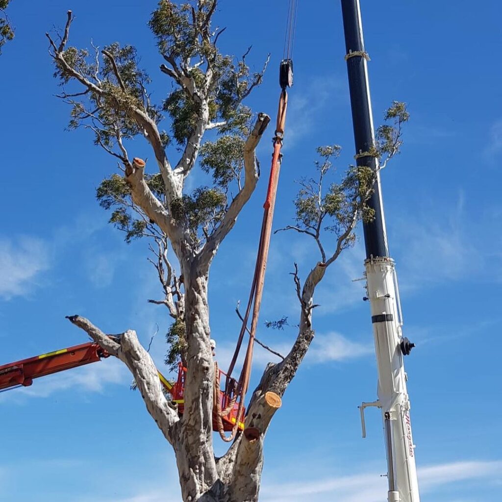 Tree services