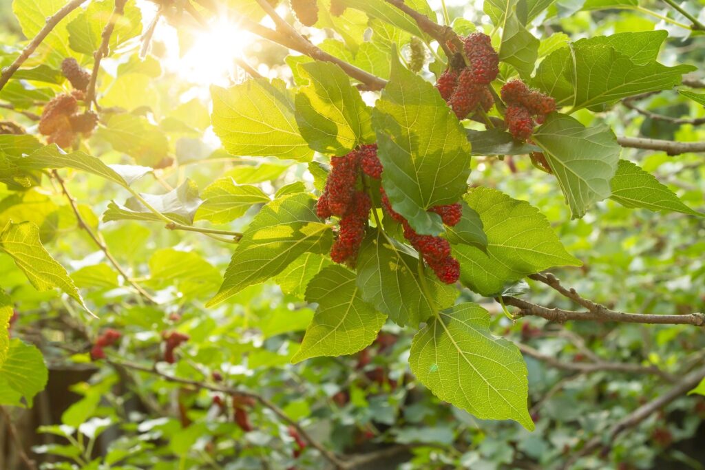 mulberry-g9f0941af8_1920