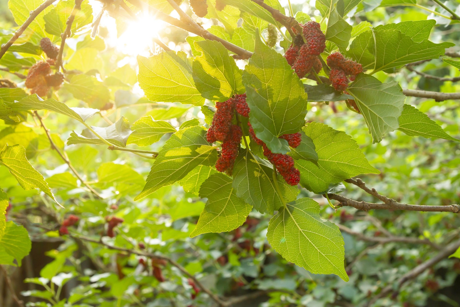 mulberry-g9f0941af8_1920