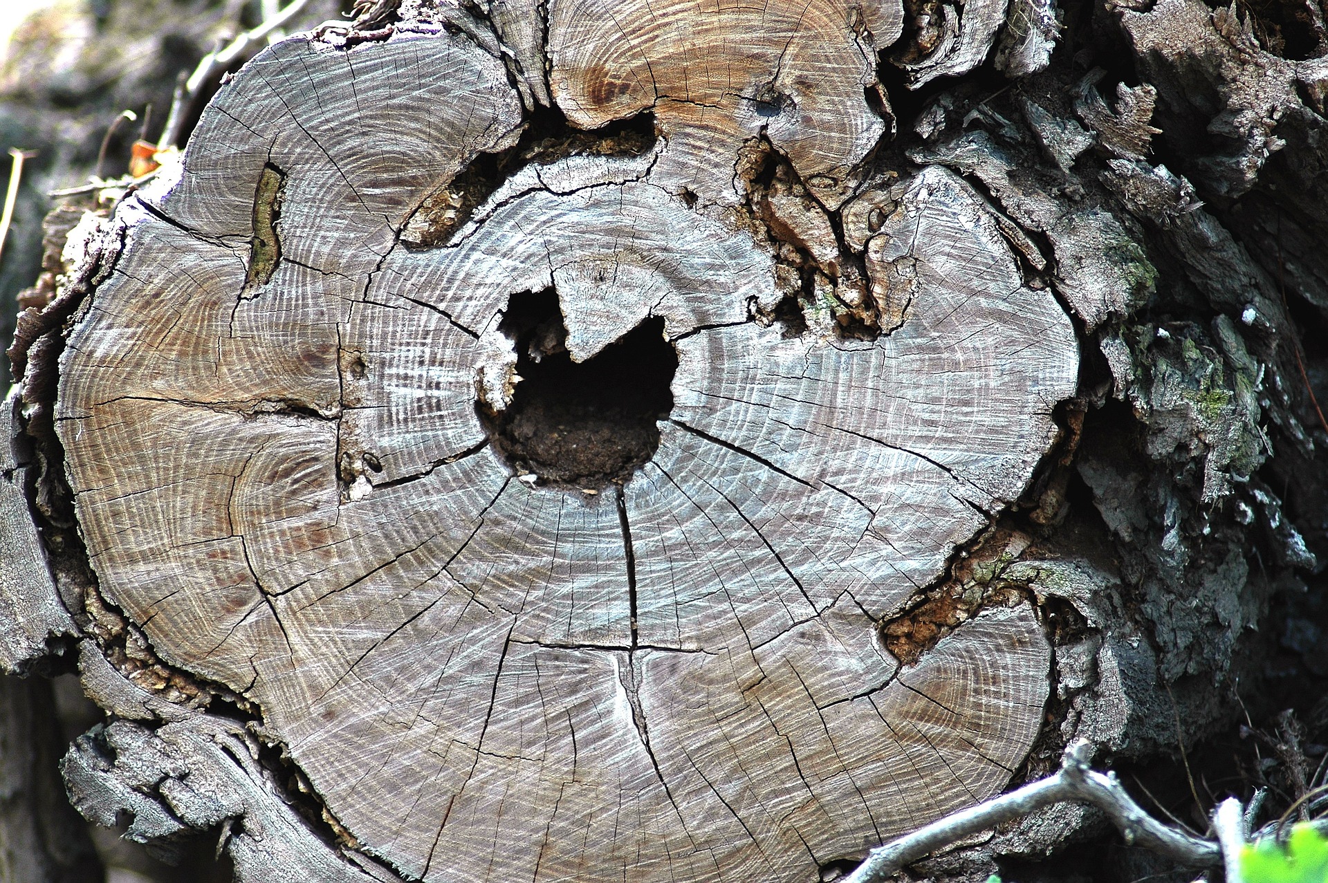 tree-trunk-g5618e0b06_1920